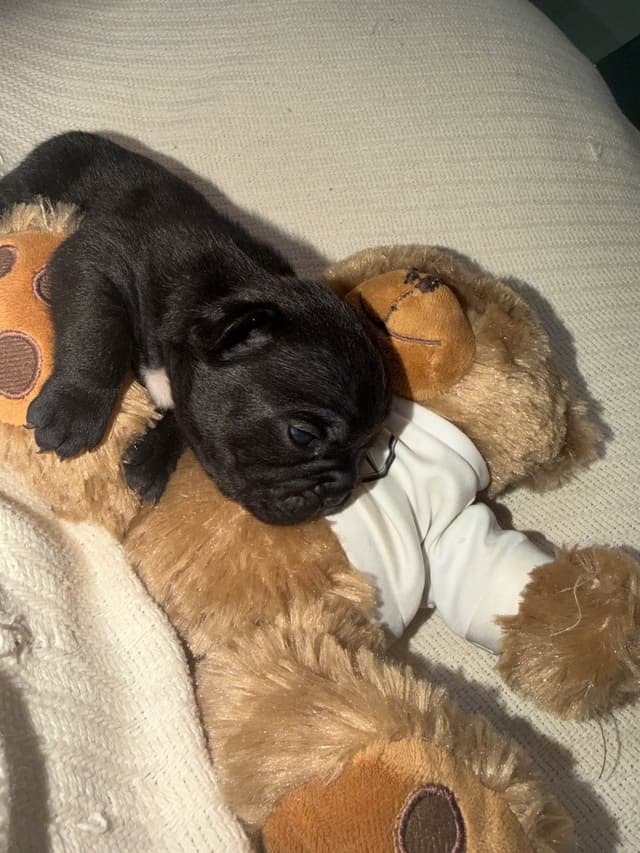 French Bulldog Puppies media 10