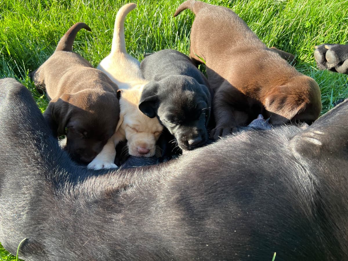 Labrador Retriever Puppies breeder image 1