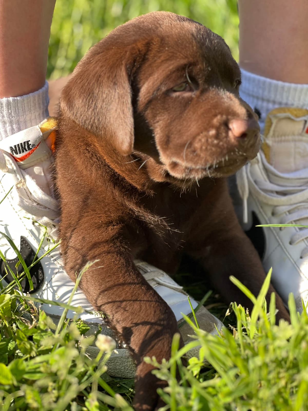 Labrador Retriever Puppies breeder image 2