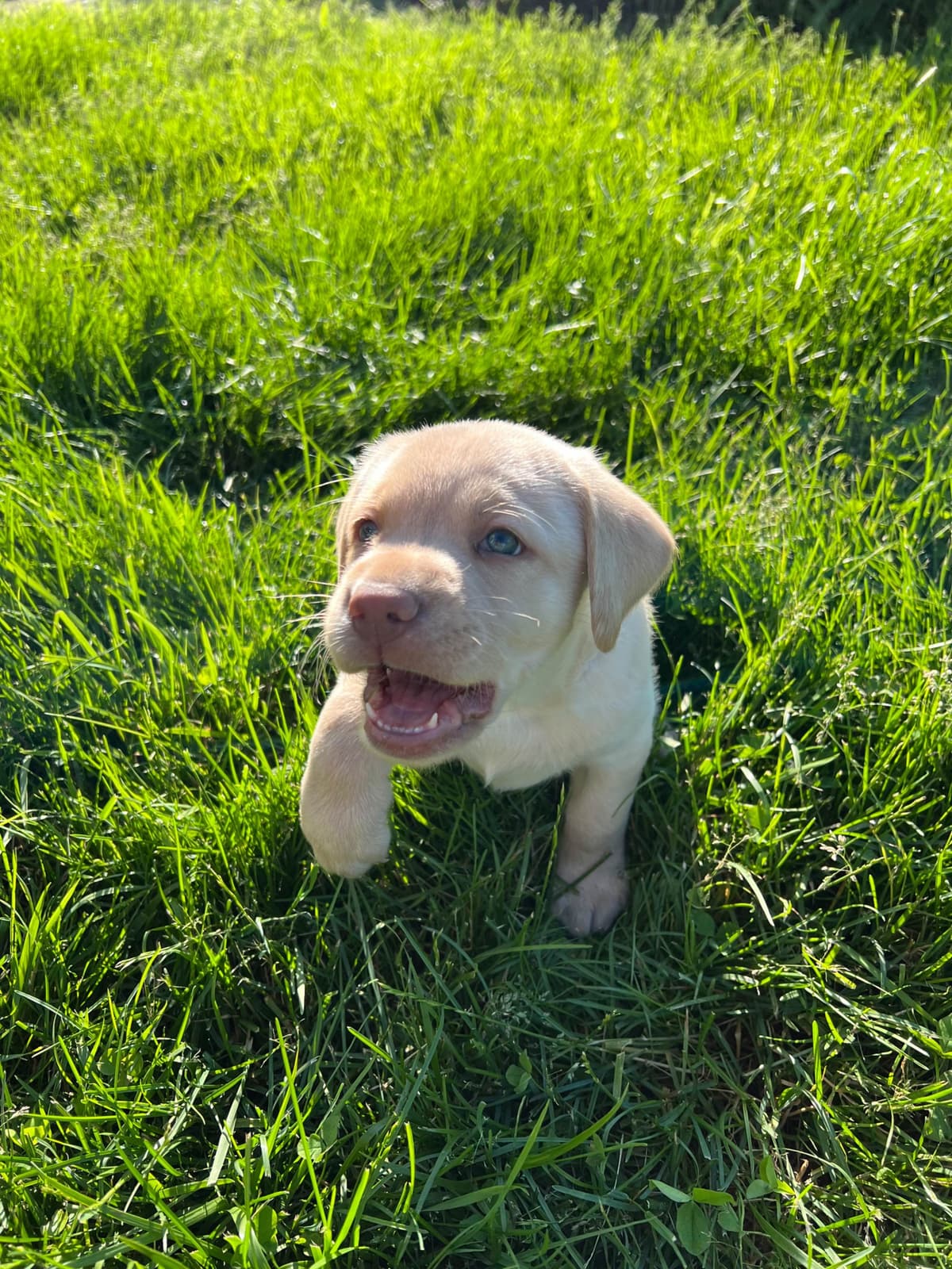Labrador Retriever Puppies breeder image 3