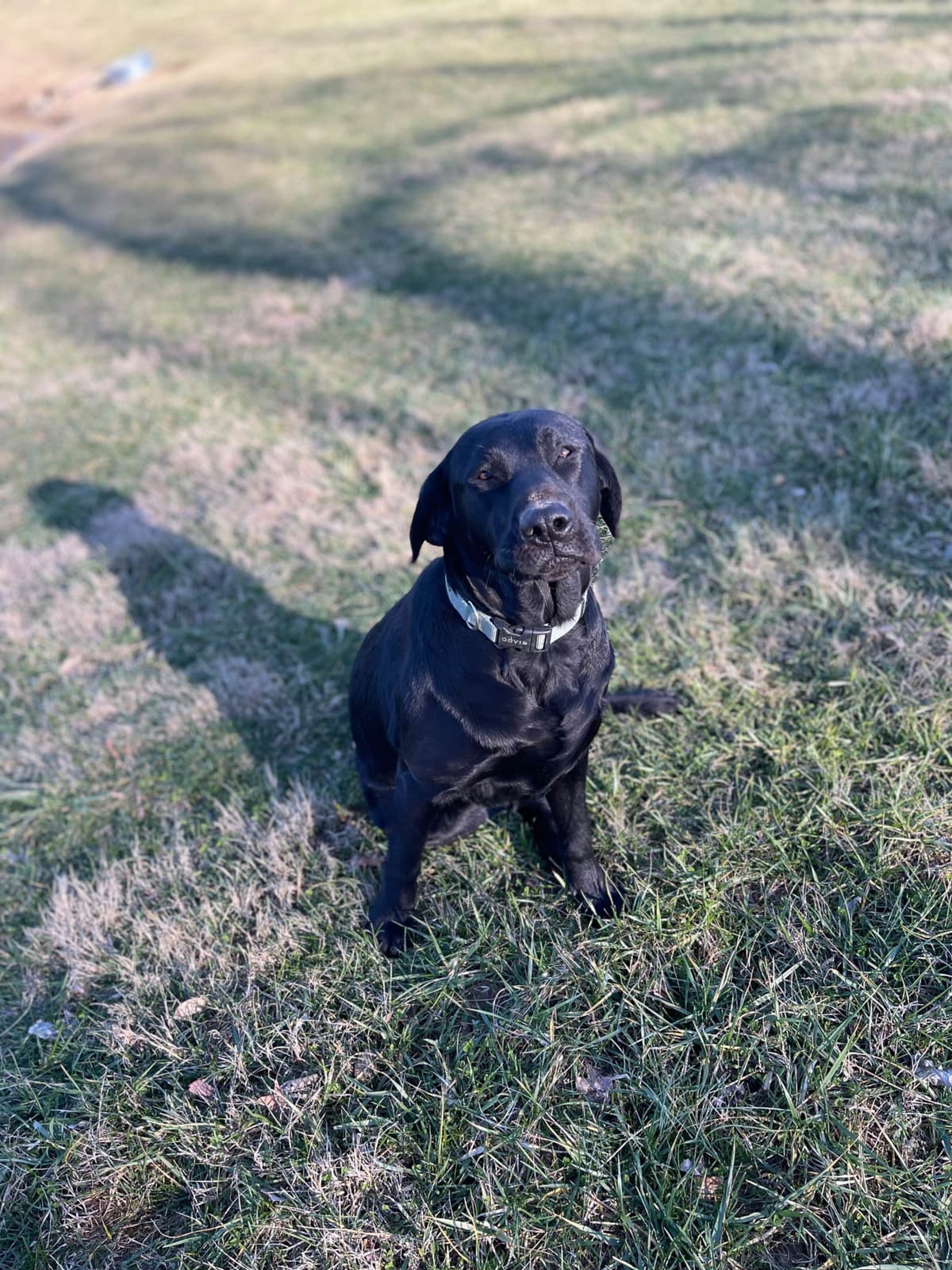 Labrador Retriever Puppies breeder image 5