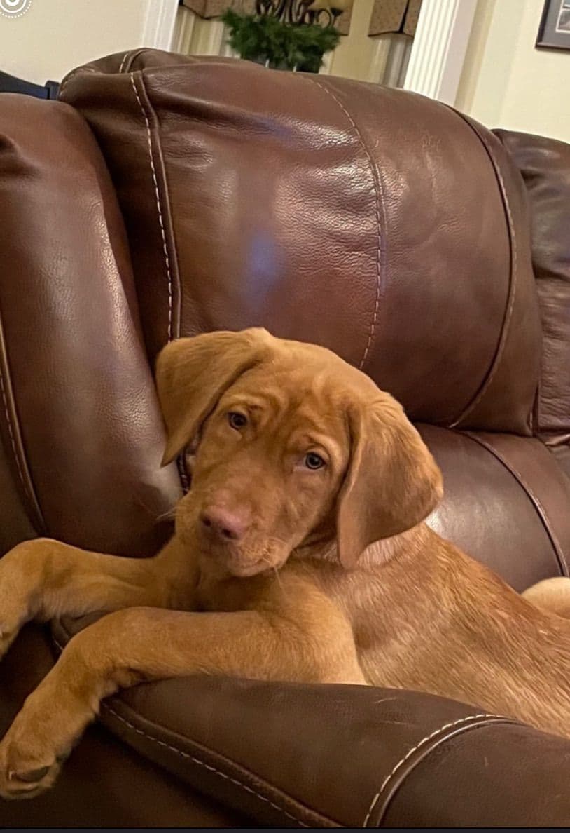 Labrador Retriever Puppies breeder image 6