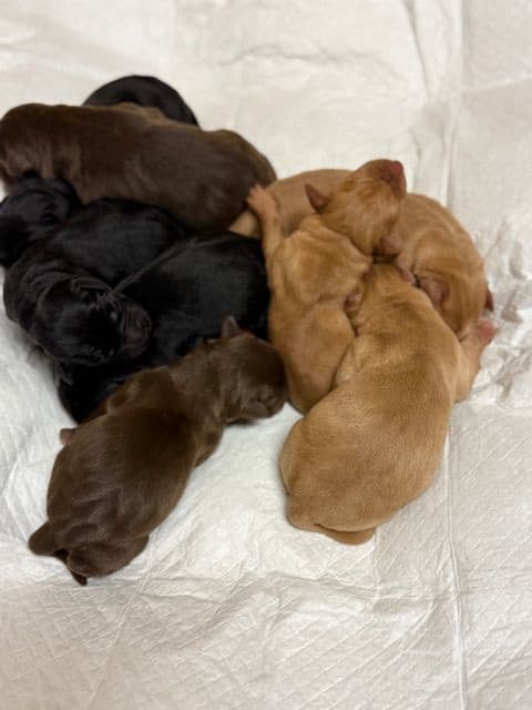Labrador Retriever Puppies media 2