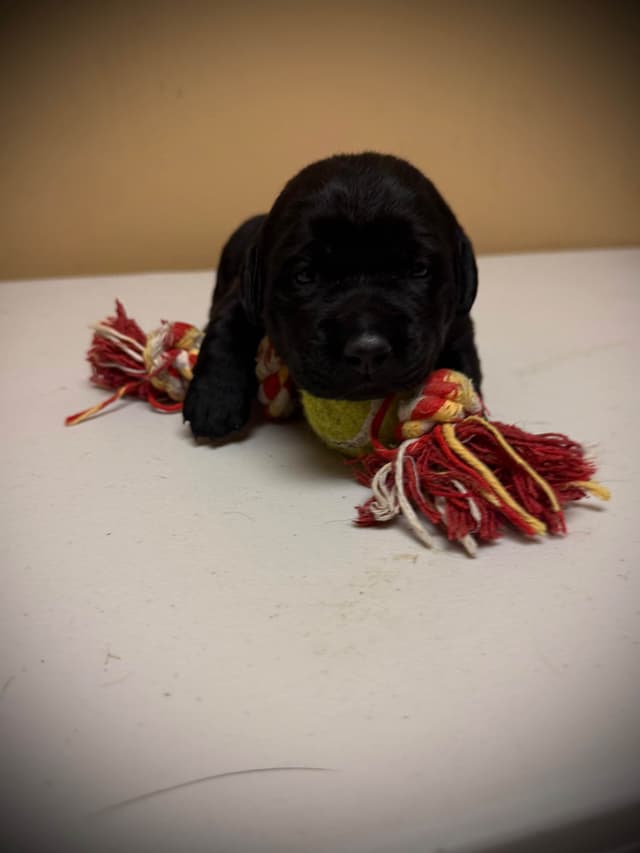 Labrador Retriever Puppies media 3