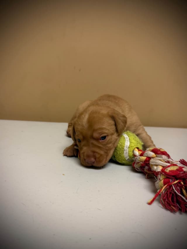 Labrador Retriever Puppies media 4