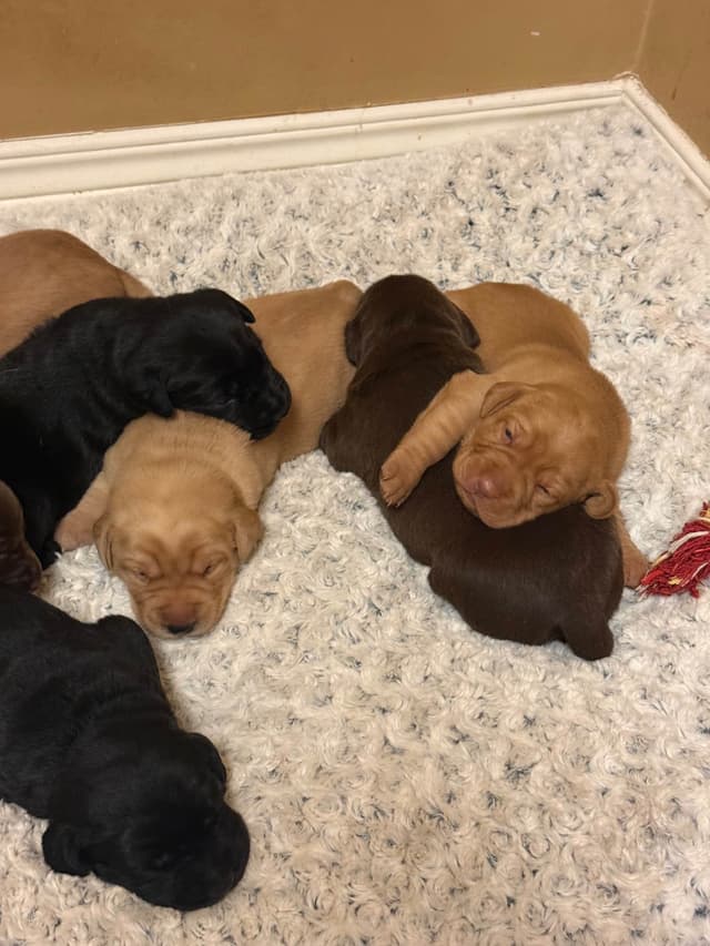 Labrador Retriever Puppies media 5
