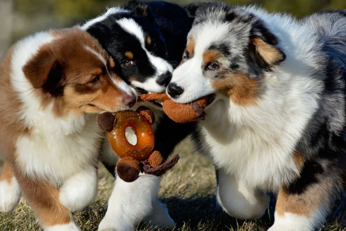 Australian Shepherd Puppies breeder image 1