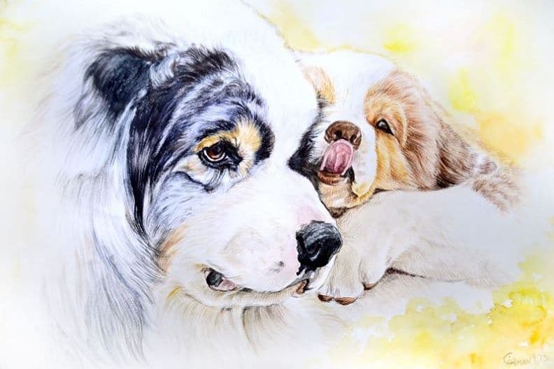 Australian Shepherd Puppies breeder image 3