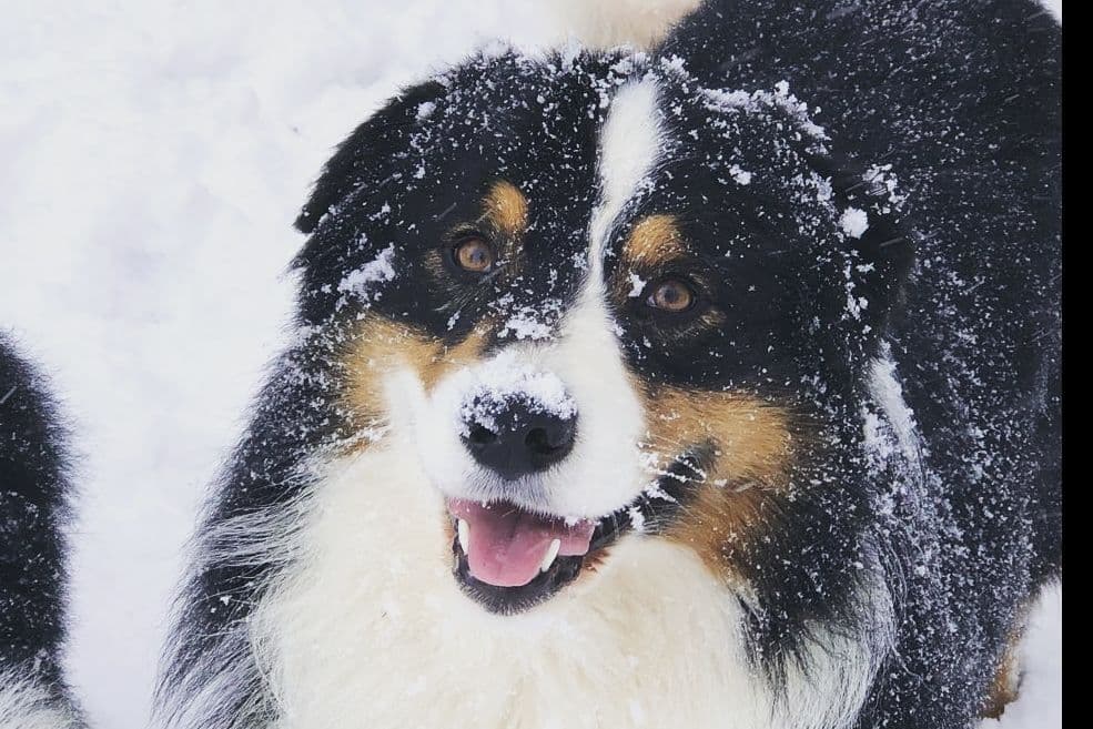 Australian Shepherd Puppies breeder image 2