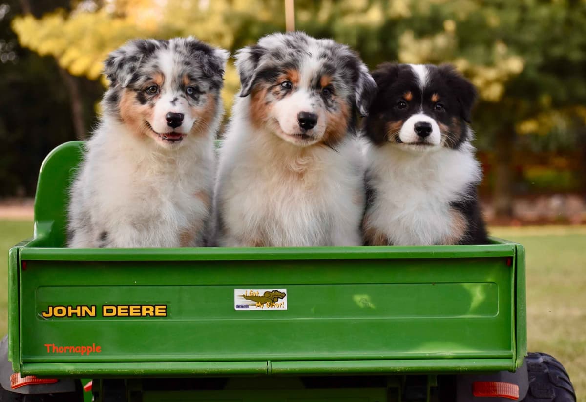 Australian Shepherd Puppies breeder image 4