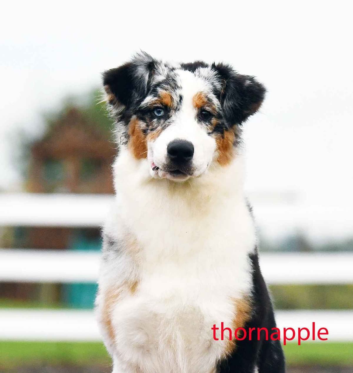 Australian Shepherd Puppies breeder image 5
