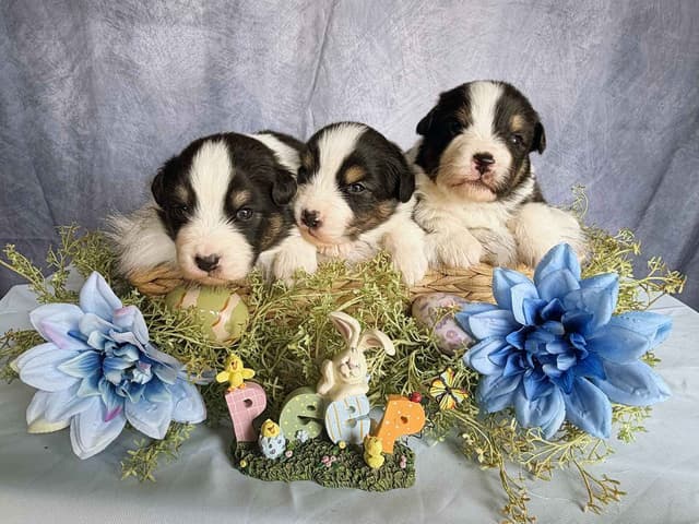 Australian Shepherd Puppies media 27