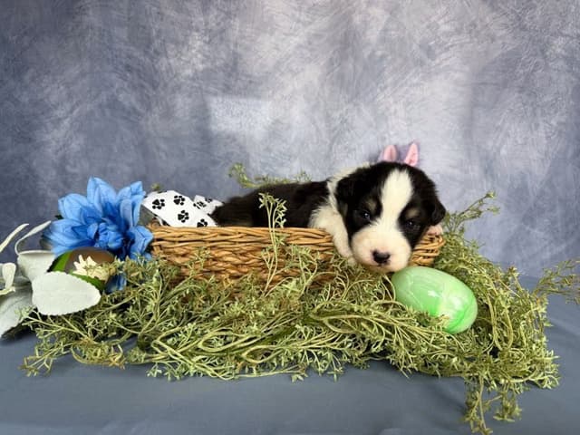 Australian Shepherd Puppies media 2