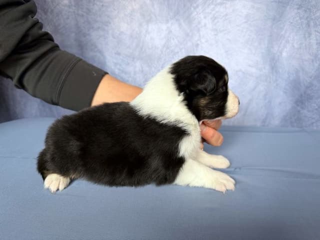 Australian Shepherd Puppies media 3