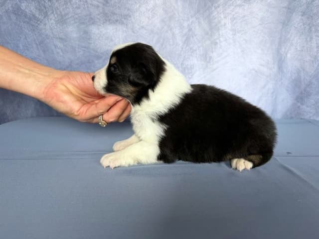 Australian Shepherd Puppies media 4