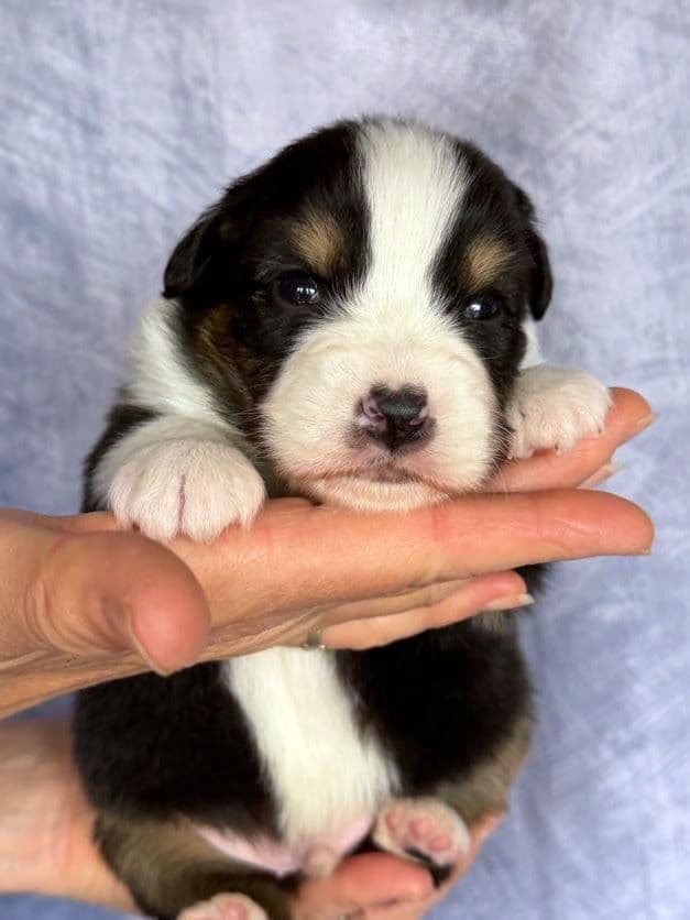 Australian Shepherd Puppies media 6