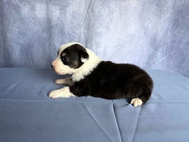 Australian Shepherd Puppies media 7