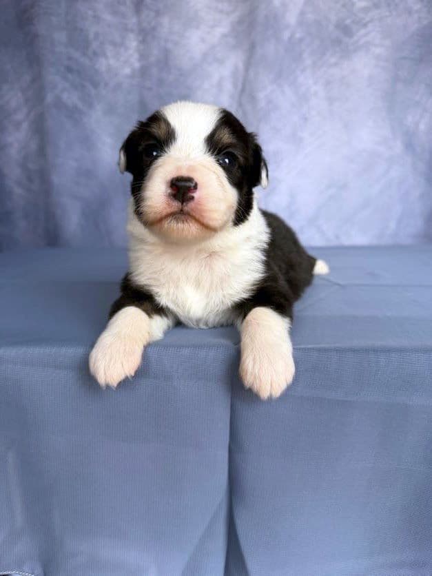 Australian Shepherd Puppies media 8