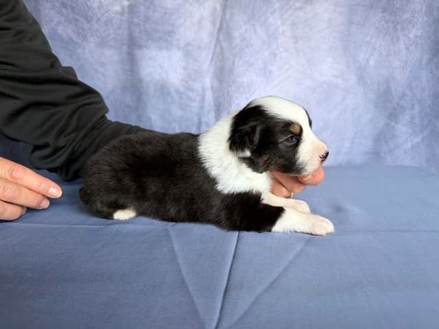 Australian Shepherd Puppies media 9