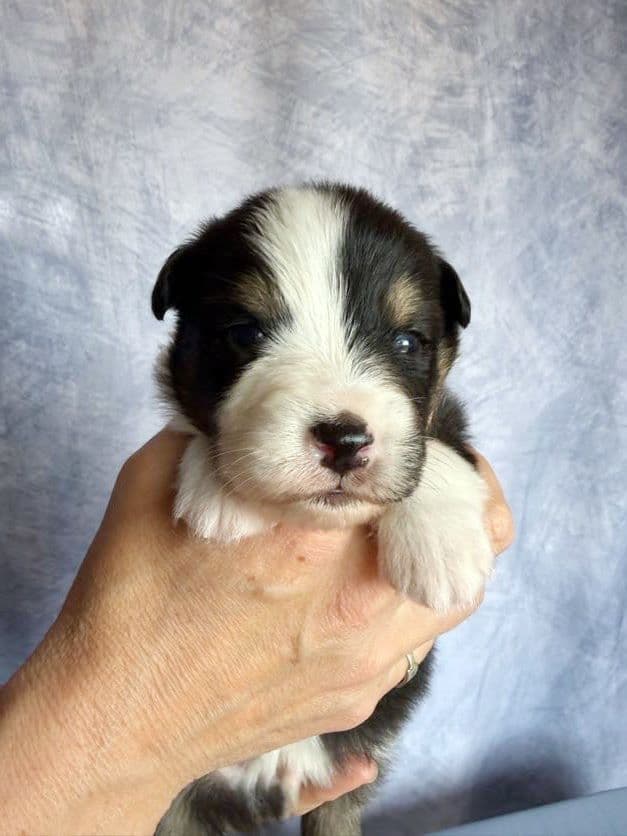Australian Shepherd Puppies media 10