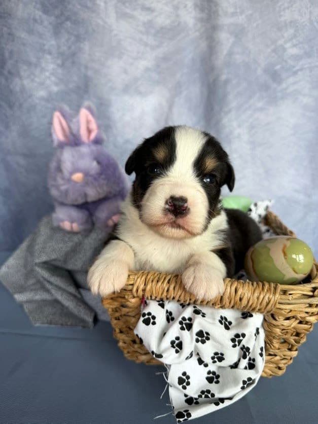 Australian Shepherd Puppies media 11