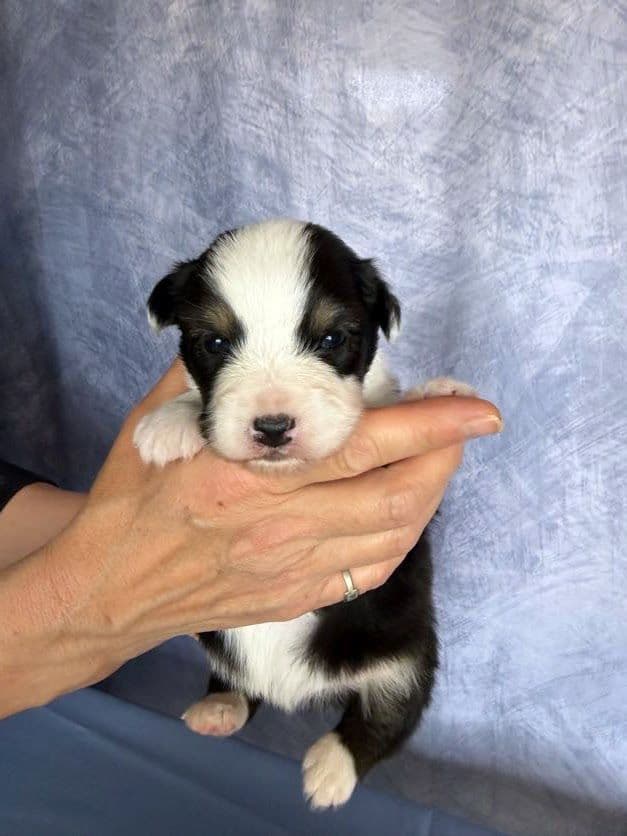 Australian Shepherd Puppies media 12