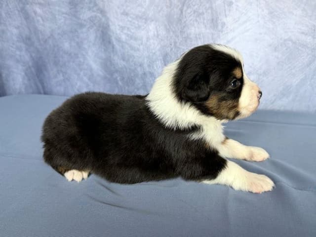 Australian Shepherd Puppies media 14