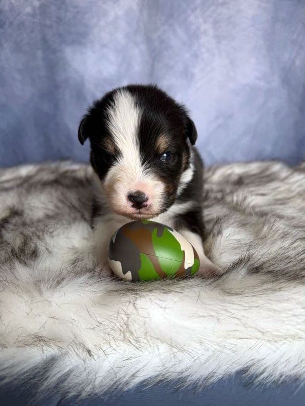 Australian Shepherd Puppies media 15