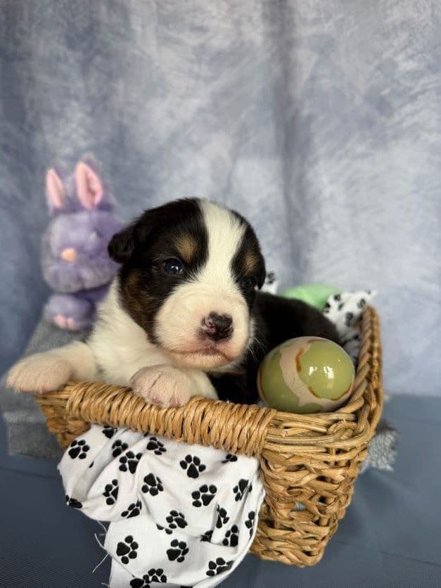Australian Shepherd Puppies media 16