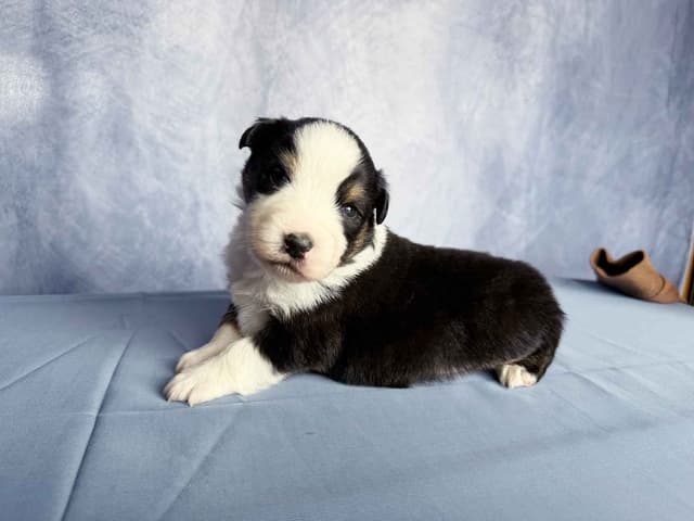 Australian Shepherd Puppies media 17