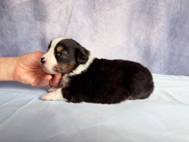 Australian Shepherd Puppies media 18