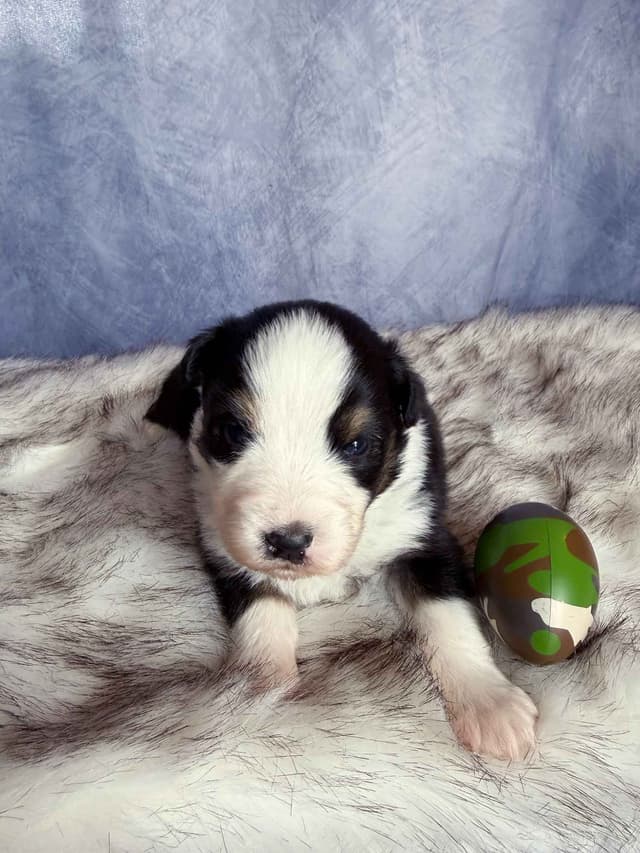 Australian Shepherd Puppies media 19