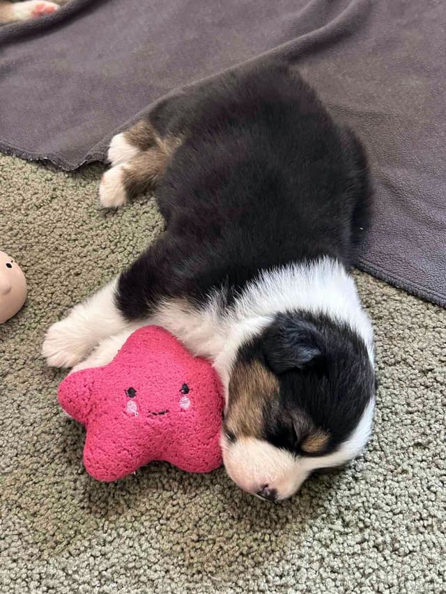 Australian Shepherd Puppies media 20