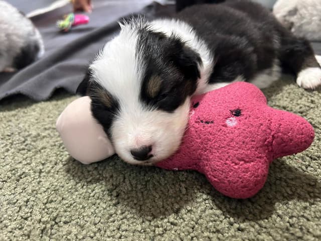 Australian Shepherd Puppies media 21