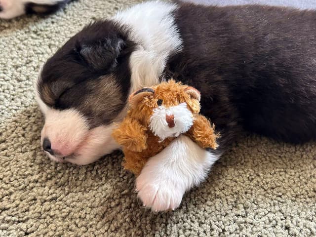 Australian Shepherd Puppies media 22
