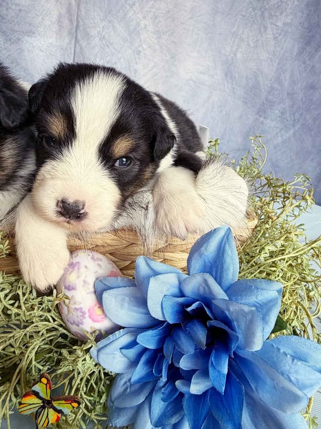 Australian Shepherd Puppies media 23