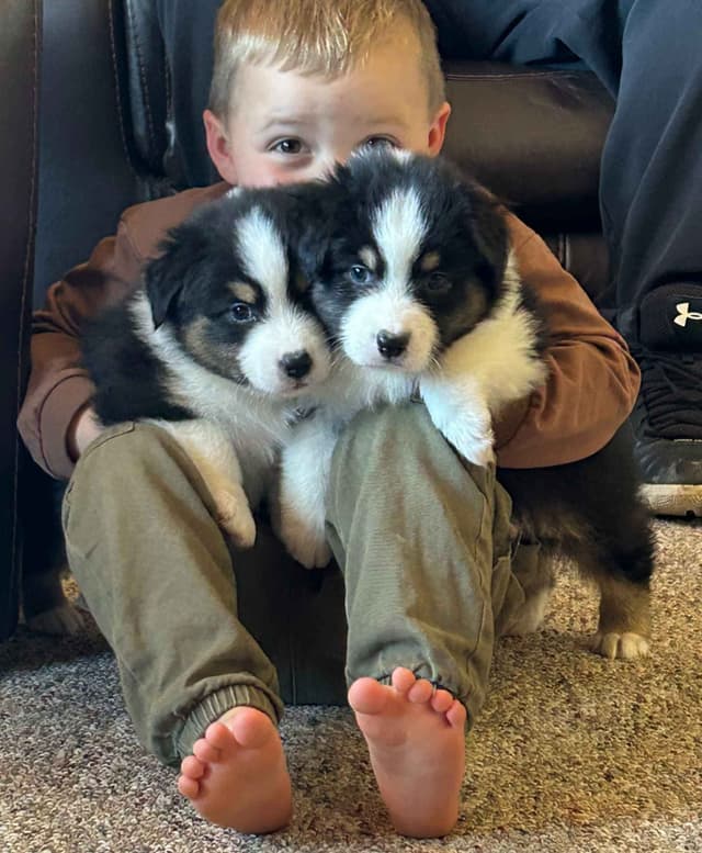 Australian Shepherd Puppies media 26