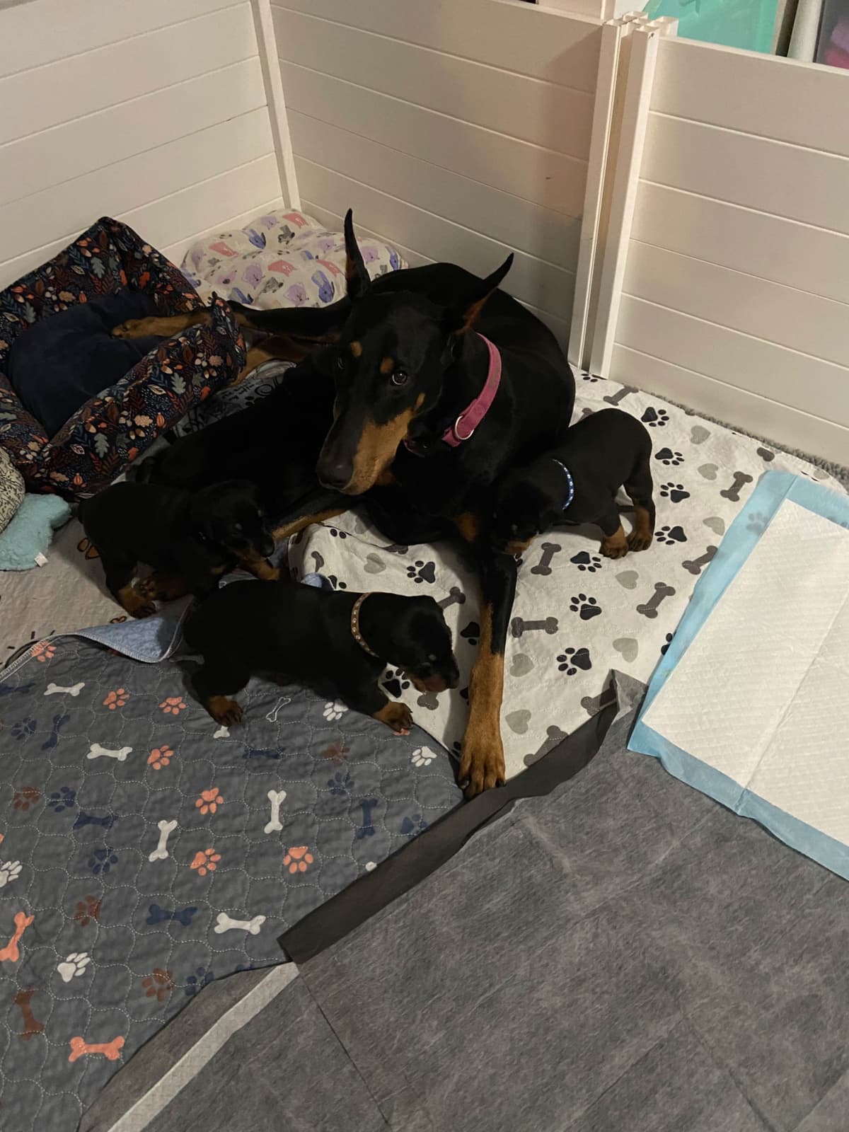 Doberman Pinscher Puppies breeder image 1