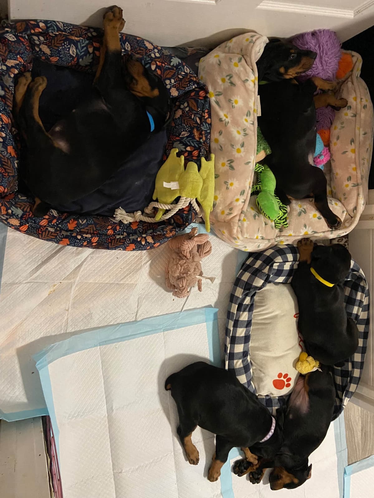 Doberman Pinscher Puppies breeder image 3