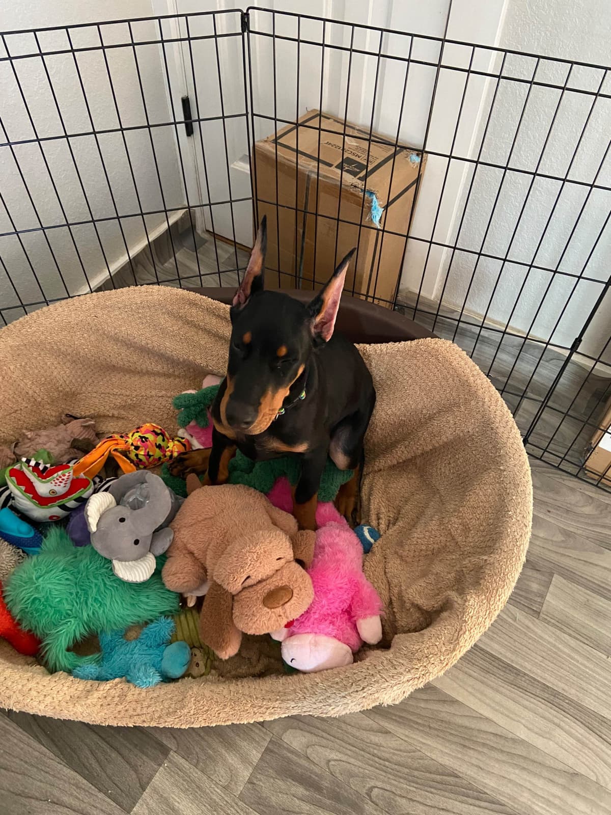 Doberman Pinscher Puppies breeder image 4