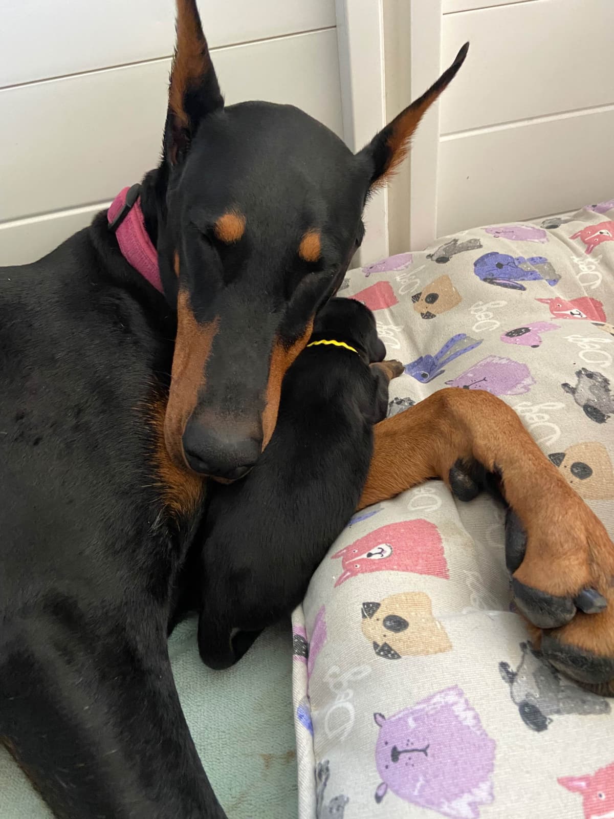 Doberman Pinscher Puppies breeder image 5