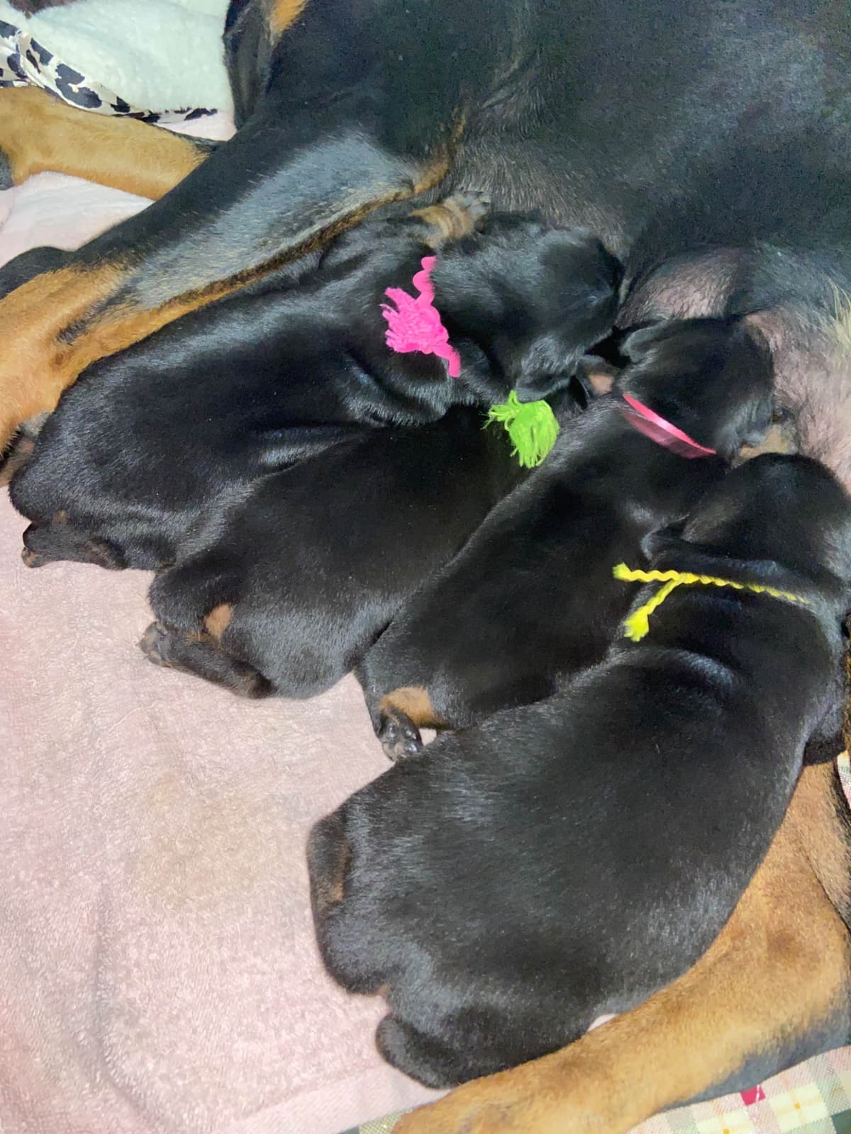 Doberman Pinscher Puppies breeder image 6