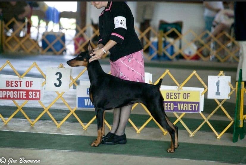 Doberman Pinscher Puppies breeder image 8