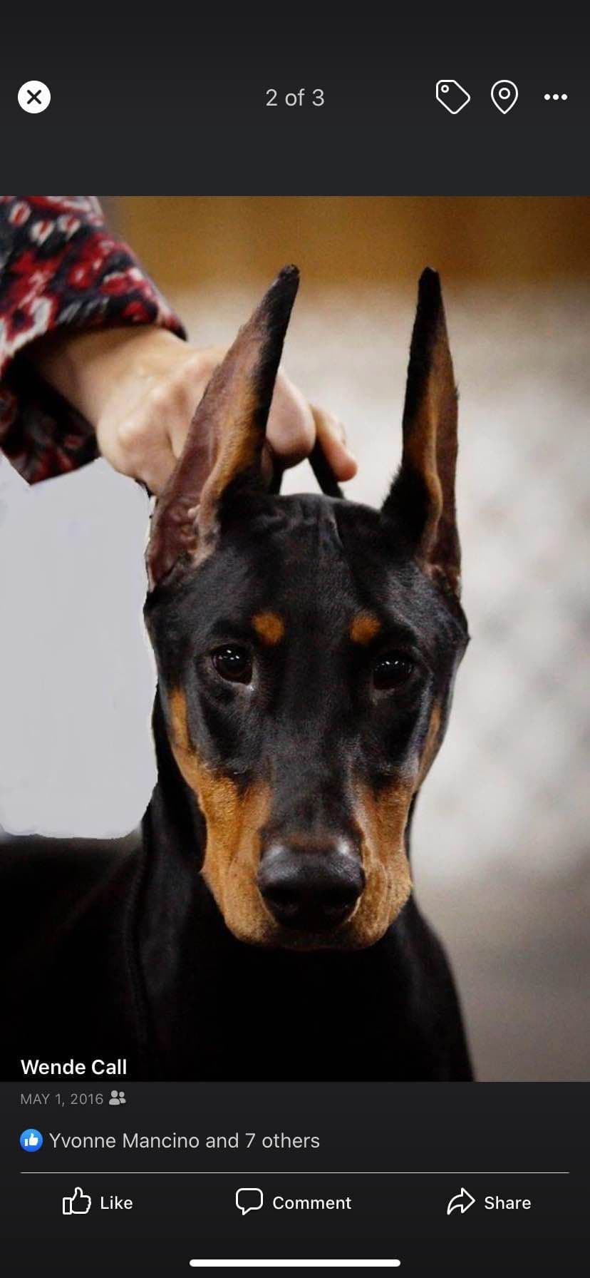 Doberman Pinscher Puppies breeder image 9