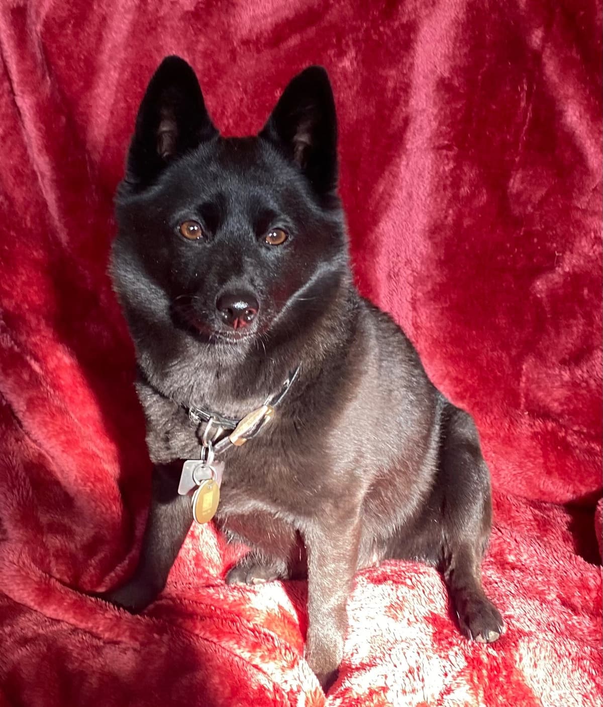 Schipperke Puppies breeder image 1