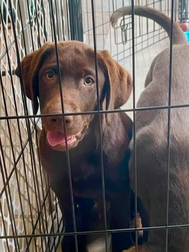 Labrador Retriever Puppies media 2