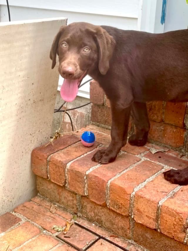 Labrador Retriever Puppies media 4