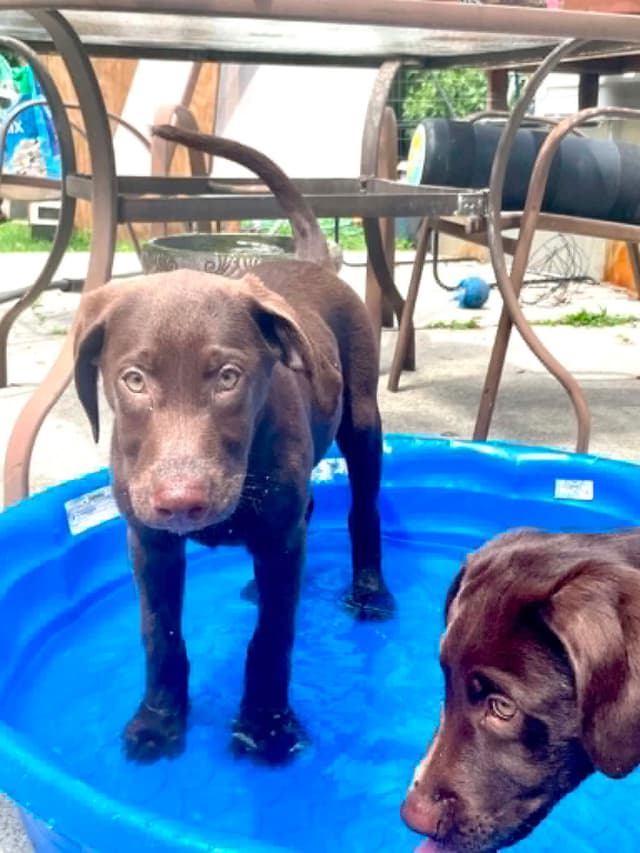 Labrador Retriever Puppies media 5