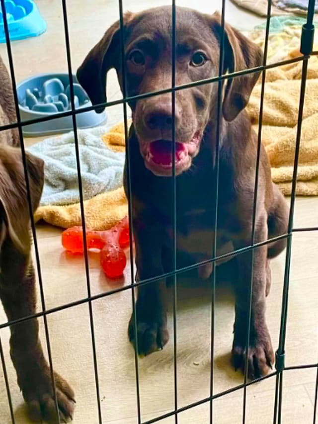 Labrador Retriever Puppies media 6