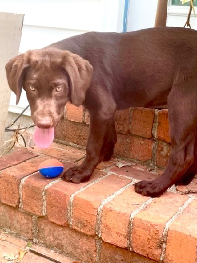 Labrador Retriever Puppies media 7